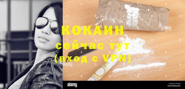 шишки Корсаков